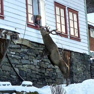 3 years ago people helped a deer and a few years later he comes to their house almost every day and stands under the window