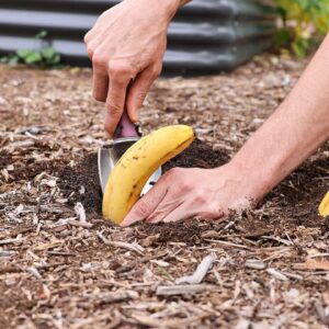 Bury a banana in the ground – Here is the result in 7 days