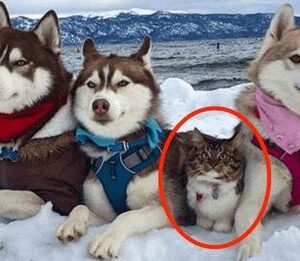 Raised as a Husky, This Cat Now Identifies as a Large and Courageous Dog!