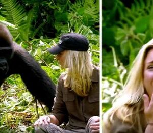 A man who lived with a wild gorilla for 6 years ignores warnings about introducing his wife to his family as a gorilla