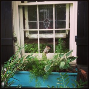 Every day, a squirrel bangs on the house window: After eight years, they understand what she wants to say