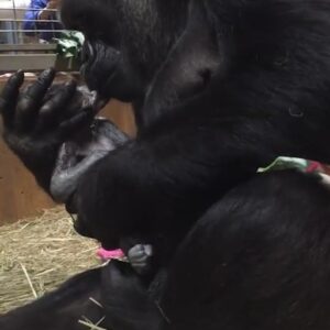 Zoo goers enjoy watching a gorilla kissing its newborn baby all the time.