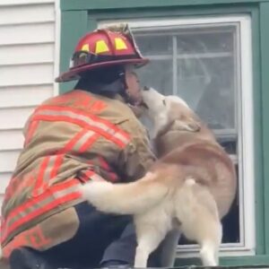 Dog Kisses Firefighter Who Rescued Him From A Roof