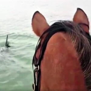 Horse Captured In Viral Video Trotting In The Ocean To Meet Dolphins