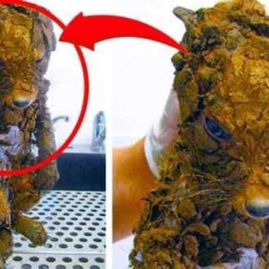 Woman Thought She Freed A Puppy From The Mud – Vet Is Shocked Realizing What It Really Is