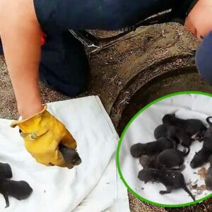 Firemen save 8 Labrador pups from drain: Then they realise they’re not dogs at all