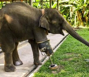 The elephant who lost his leg in a victorious explosion walks again with a prosthetic