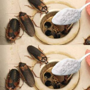 How to Eliminate Fleas, Ants and Cockroaches from Home Forever