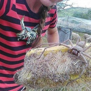 An Australian resident decided to take a photo of a giant huntsman spider, and it turned out to be quite worthwhile.