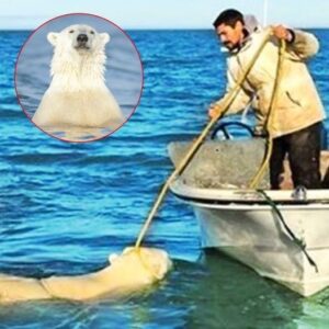 Tired Bear Kept Chasing This Man. When He Discovered Why, He Burst Into Tears