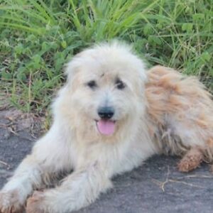 Canine Patiently Waits for Four Years in the Same Spot Along the Road, Awaiting the Return of His Family