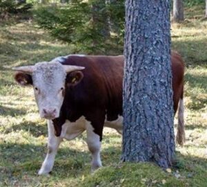 The cow began to lose milk, and the farmer noticed that she was leaving in the evening for the forest. He decided to follow