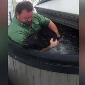 Farmer finds newborn calf freezing in the snow — and saves his life with a hot tub