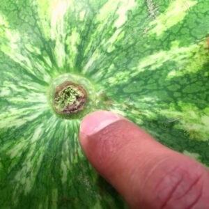 Farmer shares how to pick out the most perfect watermelon