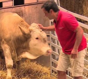 All His Life, This Huge Bull Was Chained To A Rail, But Watch His Reaction To The Man Wearing Red