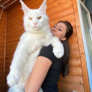 The Largest Cat In The World Is Only 2 Years Old And Already Weighs More Than Toddlers