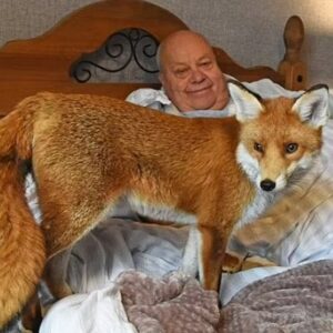 The Appreciative Fox Continues to Return to the Rescuers Who Saved Her