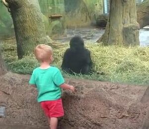 Toddler and baby gorilla lock eyes then begin playing game no one can ignore