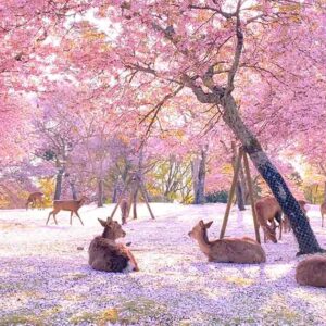 Say that this scene is really great. Deer and beautiful flowering trees