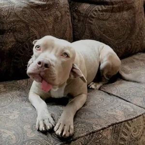 Mutant pet dog suddenly grows second MOUTH out the side of her face…and it even has teeth and salivates Mutant pet dog suddenly grows second MOUTH out the side of her face…and it even has teeth and salivates
