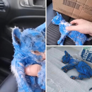 Kitten was dyed with toxic blue paint and left in the rain — rescuers help her make a stunning transformation