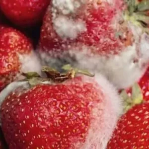 How to Preserve Fresh Strawberries for a Longer Time How to Preserve Fresh Strawberries for a Longer Time