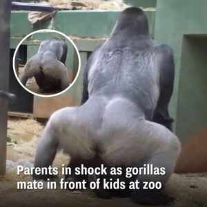 Parents Are Horrified When 2 Gorillas Get Busy In Front Of The Kids. Parents Are Horrified When 2 Gorillas Get Busy In Front Of The Kids.