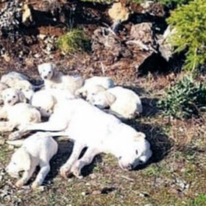 Mama dog found tied up in woods along with her 8 puppies — now they’re in safe hands