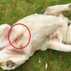 What a Blue Line Tattooed on a Dog means What a Blue Line Tattooed on a Dog means