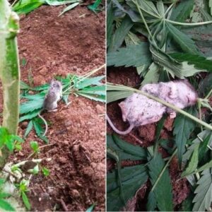 Wild Mouse Goes Through “Rehab” After Eating Cannabis Plant Wild Mouse Goes Through “Rehab” After Eating Cannabis Plant