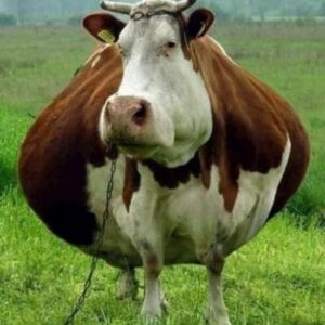 Cow With Huge Belly Gives A Shocking Surprise Birth. Cow With Huge Belly Gives A Shocking Surprise Birth.