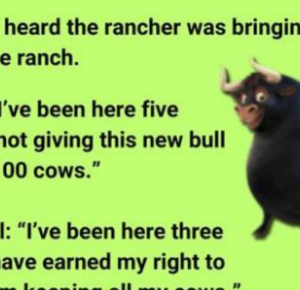 Three Bulls on the Ranch Three Bulls on the Ranch