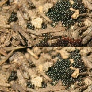 If You Spot These Eggs in Your Garden, Act Immediately!