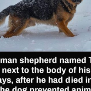 “Unparalleled loyalty is one of the best characteristics that our dogs can possess”. Find out more about the fascinating story of our hero, “Unparalleled loyalty is one of the best characteristics that our dogs can possess”. Find out more about the fascinating story of our hero,