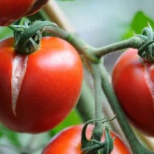 Why Tomatoes Split And How To Stop It Why Tomatoes Split And How To Stop It