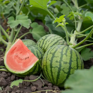 The Art of Selecting the Perfect Watermelon: A Guide to Sweetness and Ripeness