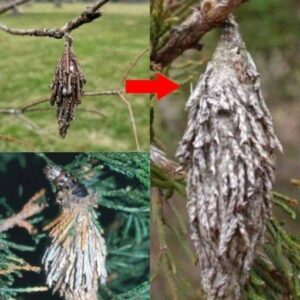 Guarding Your Trees: The Stealthy Threat of the Evergreen Bagworm