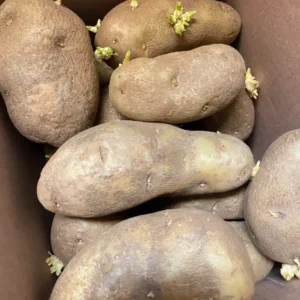 Can sprouted potatoes still be eaten safely?