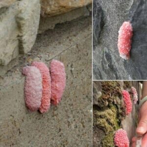 The Invasion of Apple Snail Pink Eggs: A Threat to Biodiversity