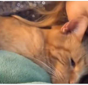 Little girl emotionally sings ‘You Are My Sunshine’ to dying cat