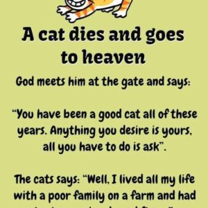 A cat dies and goes to heaven