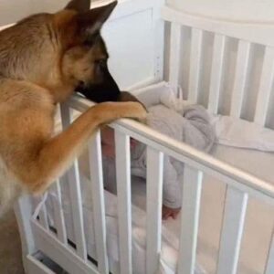 A newly adopted stray dog saved the life of a newborn baby in the middle of the night