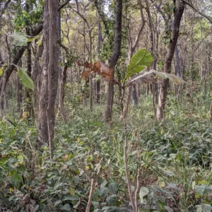 You Have A High IQ If You Can Spot Hidden Tiger In Jungle Photo In Just 12 Seconds