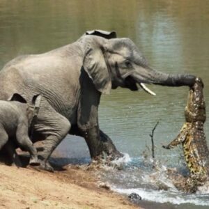 Crocodile catched little elephant’s trunk when he was drinking a water! See what happened after