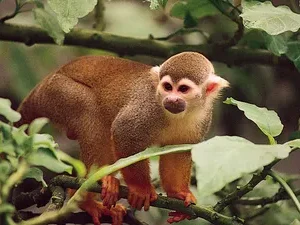 monkey