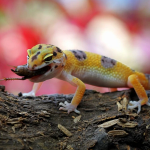 Why You Should Never Chase Away This Creature If You Find One Inside Your House