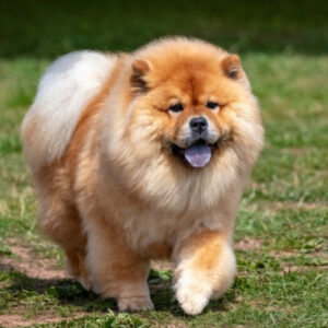 Adorable dog hears favorite song and starts jamming