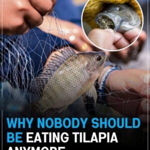 Why Nobody Should Be Eating Tilapia Anymore