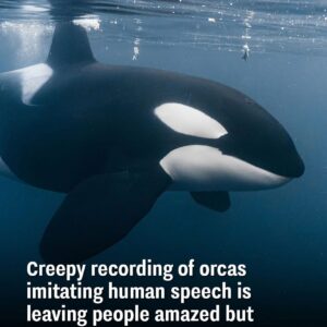 Terrifying Orca Recording Imitating Human Speech Stuns and Freaks People Out