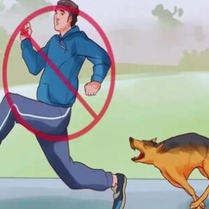 The reason dogs often chase people